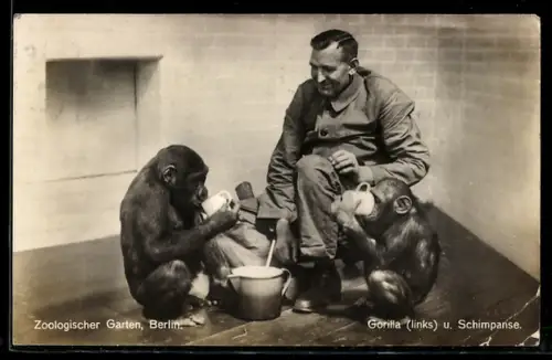 AK Berlin, Zoologischer Garten, Gorilla u. Schimpansen beim Trinken aus Bechern, Tierpfleger