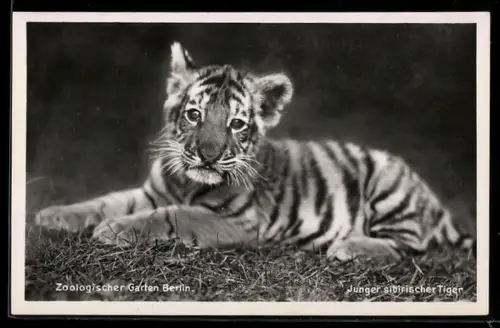 AK Berlin, Zoologischer Garten, Junger sibirischer Tiger