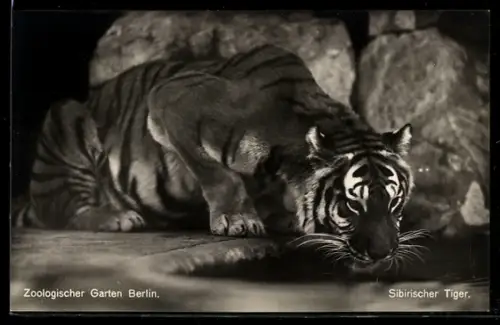 AK Berlin, Sibirischer Tiger im Zoologischen Garten