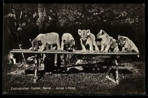 AK Berlin, Junge Löwen auf einerm Brett im Zoo