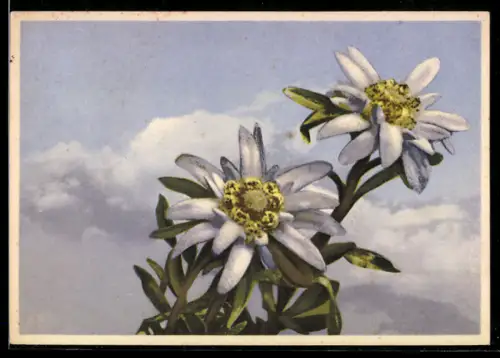 AK Leontopodium alpinul, Edelweiss vor blauem Himmel