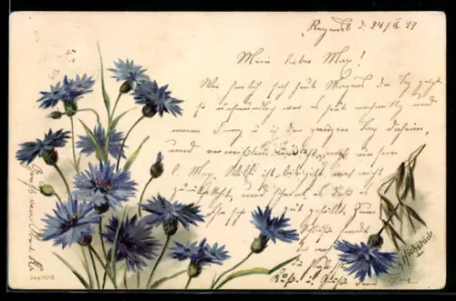 AK Kornblumen in unterschiedlichen Blütestadien