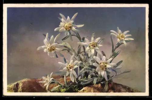 AK Erblühtes Edelweiss auf einem Gipfel