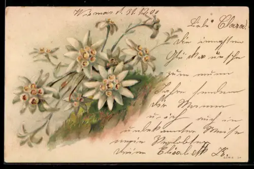 AK Edelweiss in voller Blüte