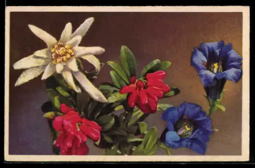 AK Edelweiss, Alpenrose und Enzian in voller Blüte