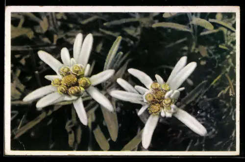 AK Edelweiss in voller Blüte