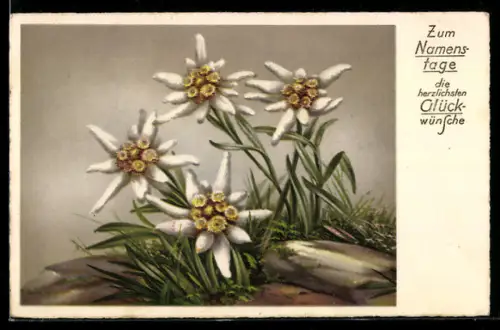 AK Edelweiss in voller Blüte, Namenstagsgruss
