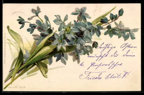 AK Veilchen in voller Blüte