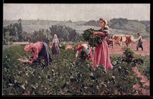 AK Frauen bei der Feldarbeit, Landwirtschaft