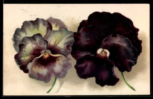 AK Zwei Stiefmütterchen in voller Blüte