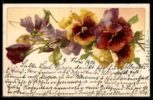 AK Stiefmütterchen in unterschiedlichen Farben