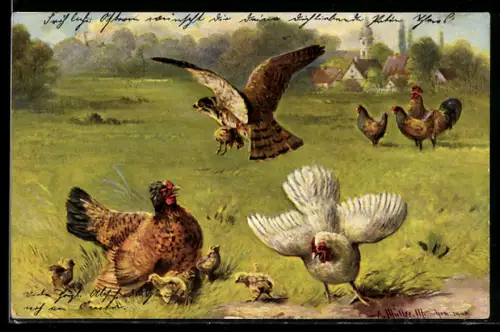 Künstler-AK August Müller - München: Huhn verteidigt sich gehen einen Habicht