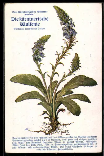 AK Kärntnerische Wulfenie, Blumenwunder aus dem Kärntnerland