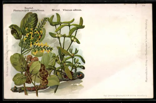 AK Mistel, Viscum album, Würzburg, Kneipp-Mittel Zentrale, H. Oberhäusser