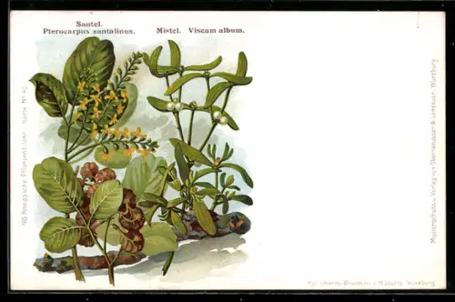 AK Mistel, Viscum album