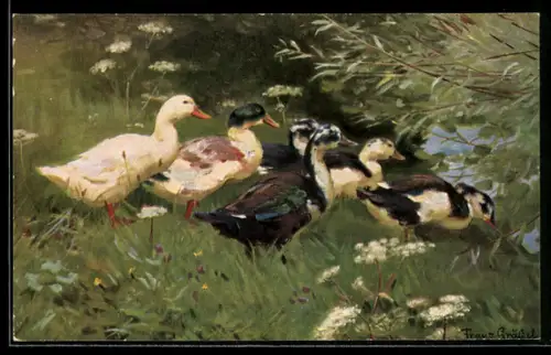 AK Enten laufen gemeinsam in einen See