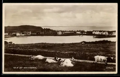 AK Isle of Whithorn, Dorf am Meer mit weidenden Kühen