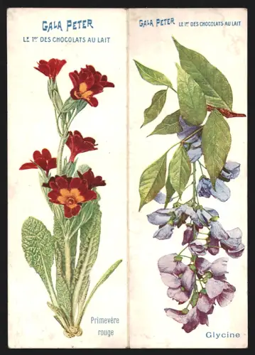 Kalender 1913, Gala Peter, Le 1er des Chocolats au Lait, Primevère rouge, Glycine