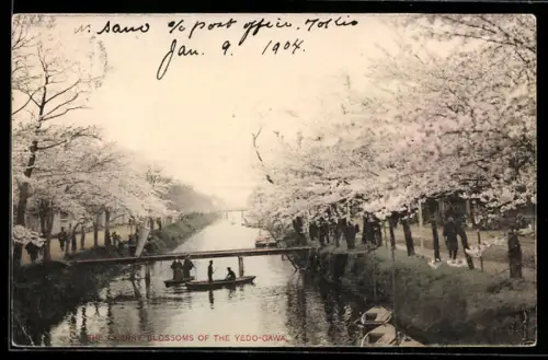 AK Yedo-Gawa, The Cherry Blossoms of the Yedo-Gawa