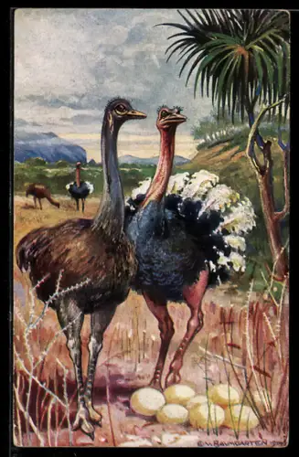 Künstler-AK E. v. Baumgarten: Kolonialkriegerdank, Strausse in Südwestafrika