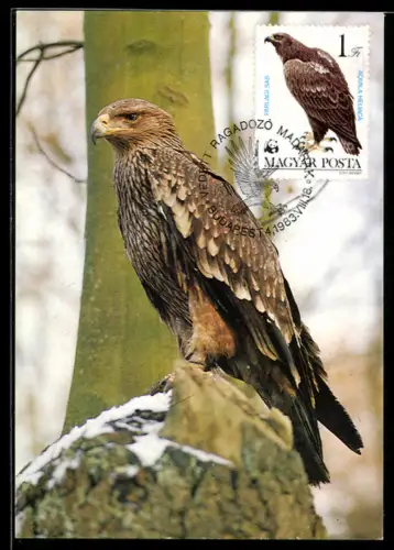 Maximum-AK Der Kaiseradler mit scharf vorspringender Braue