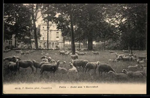 AK Putte, Zicht aan `t Ravenhof