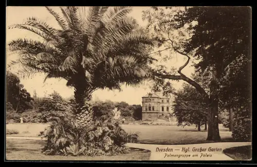 AK Dresden, Kgl. Grosser Garten, Palmengruppe am Palais