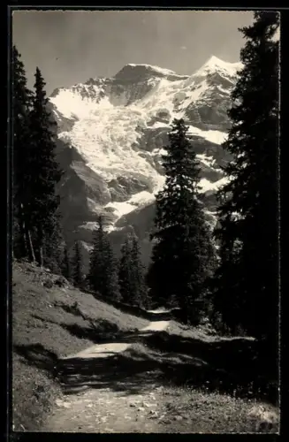 Foto-AK Emanuel Gyger: Wengen, Weg nach Mettlenalp mit Jungfrau