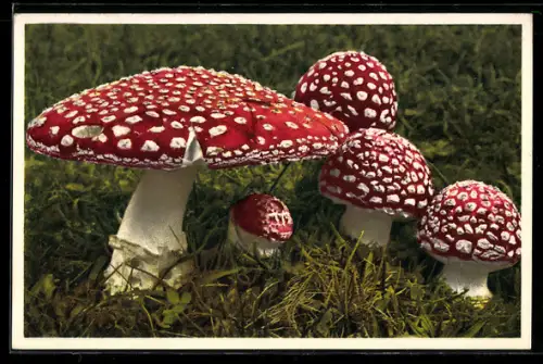AK Fliegenpilze auf der Wiese
