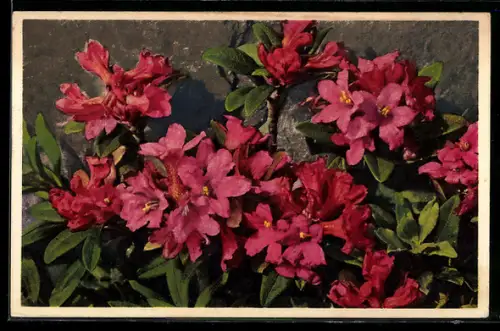 Foto-AK Emanuel Gyger: Rhododendron ferrugineum, Rostblättrige Alpenrose
