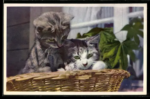 Foto-AK Emanuel Gyger: Zwei Katzen im Körbchen