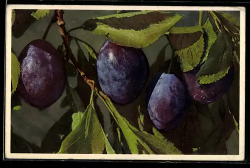 Foto-AK Emanuel Gyger: Prunus domestica, Zwetschge