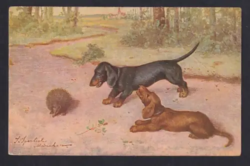 AK Zwei Dackel bestaunen einen Igel auf einem Weg