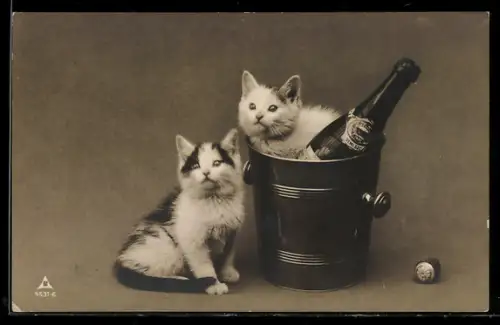 AK Zwei Kätzchen mit Champagnerflasche