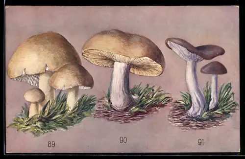 AK Pilze, Maipilz, Zweifarbiger Ritterling, Nackter Ritterling