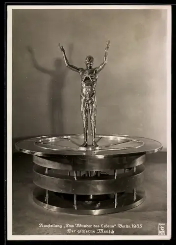 AK Berlin, Ausstellung Das Wunder des Lebens 1935, Der gläserne Mensch
