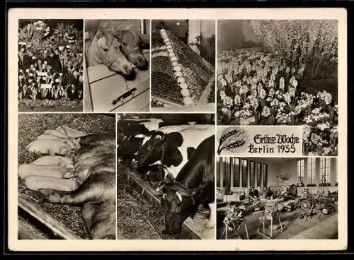 AK Berlin, Grüne Woche 1955, Pferde, Rinder, Sau mit Ferkeln