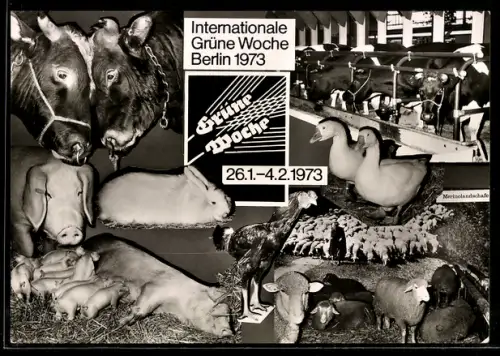 AK Berlin, Internationale Grüne Woche 1973, Merinolandschafe, Rinder, Kaninchen, Mutterschwein und Ferkel