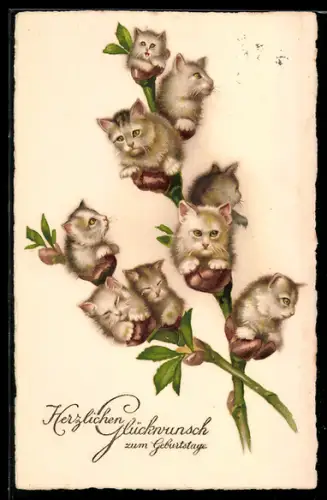 AK Kätzchen auf einem Zweig, Geburtstagsgruss