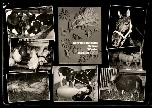 AK Berlin, Internationale Grüne Woche 1970, Rinder, Ferkel, Rinder, Ausstellung