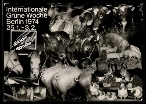 AK Berlin, Internationale Grüne Woche 1974, Rinder, Schweine, Hühner, Ausstellung