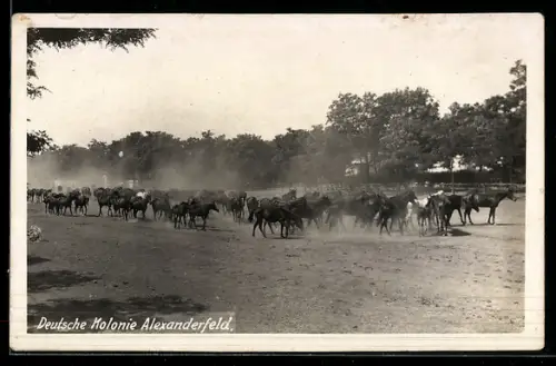 Foto-AK Alexanderfeld, Deutsche Kolonie Alexanderfeld, Pferdegestüt