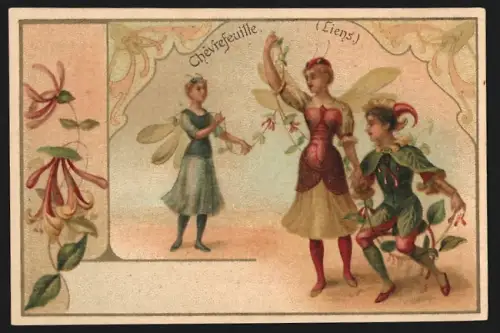 Sammelbild Chocolat de la Havane, Schokolade, Chévrefeuille, Liens