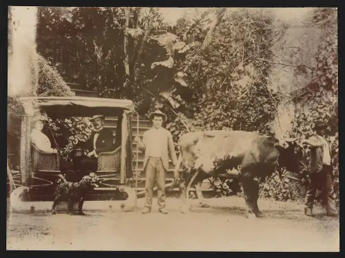 2 Fotografien Ansicht Madeira, Zahnradbahn und Abfahrt mit Schlitten auf gepflasterten Wegen