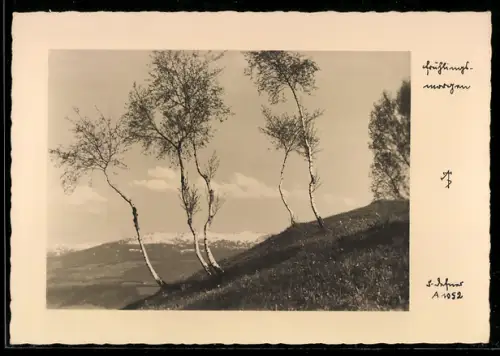 Foto-AK Adalbert Defner: Birken an einem Frühlingsmorgen