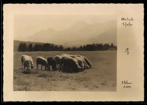 Foto-AK Adalbert Defner: Weidende Schafe im Sonnenschein