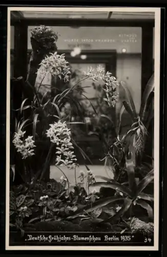 AK Berlin, Deutsche Frühjars-Blumenschau 1935, Blumen