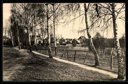 AK Mirow /Meckl., Ortsansicht mit Birkenallee