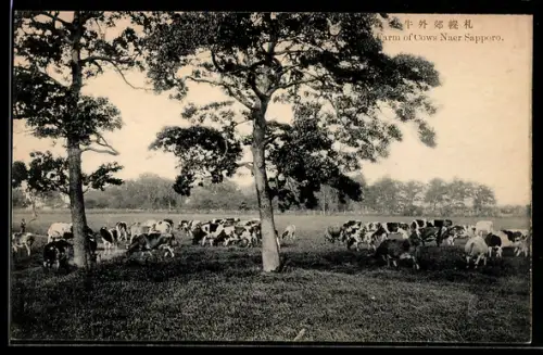 AK Sapporo, Farm of Cows