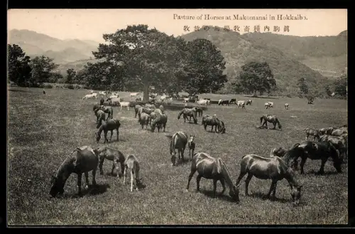 AK Hokkaido, Pasture of Horses at Makomanai